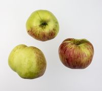 Antonovka Safranoje æble